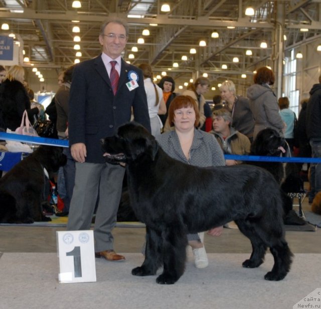 Фото: ньюфаундленд Акватория Келвин Инспирит Лайф (Aquatoriya Kelvin Inspirit Life)