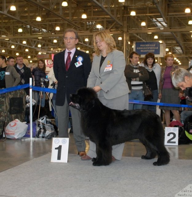 Фото: ньюфаундленд Сент Джонс Роуз фо Ми (Sent Djons Rose for Me)