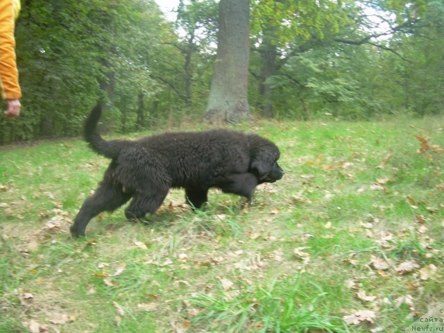 Фото: ньюфаундленд Velyke Malyatko Yaskrava Usmishka