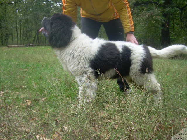 Фото: ньюфаундленд Velyke Malyatko Yabluneva Krasunya