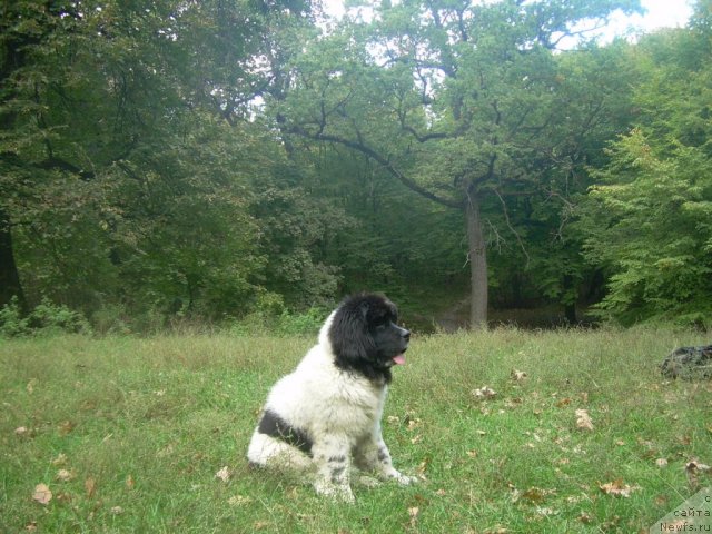 Фото: ньюфаундленд Velyke Malyatko Yabluneva Krasunya
