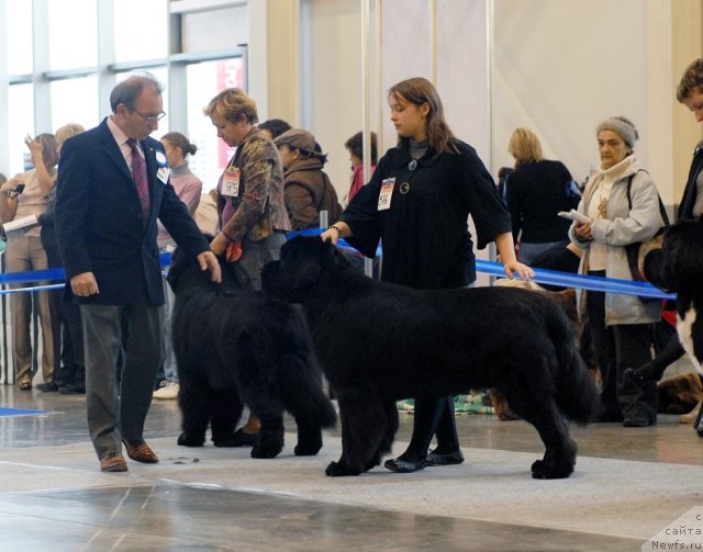 Фото: ньюфаундленд Starlit Lake's Iikka
