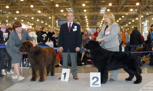 Фото: ньюфаундленд Aetna vom Riesrand, ньюфаундленд Kloofbears My Dream for Sent Djons