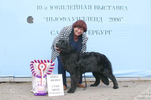 Фото: ньюфаундленд Смигар Очей Очарованье (Smigar Ochey Ocharovanie)