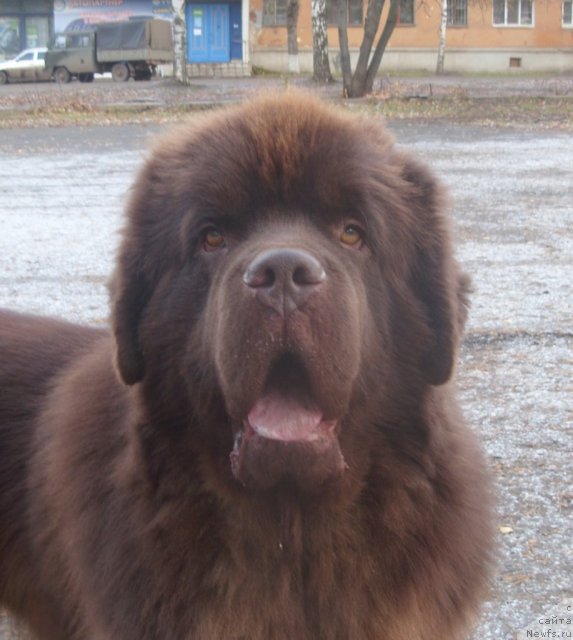 Фото: ньюфаундленд Командор из Медвежьего Яра