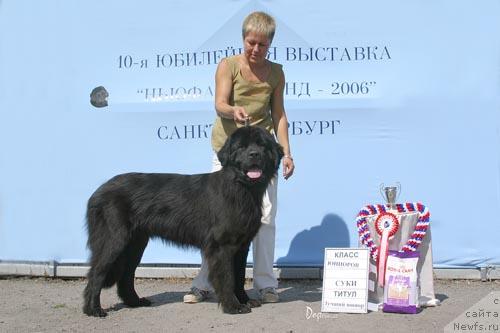 Фото: ньюфаундленд Кукла Барби из Антаграда (Kukla Barbi iz Antagrada)