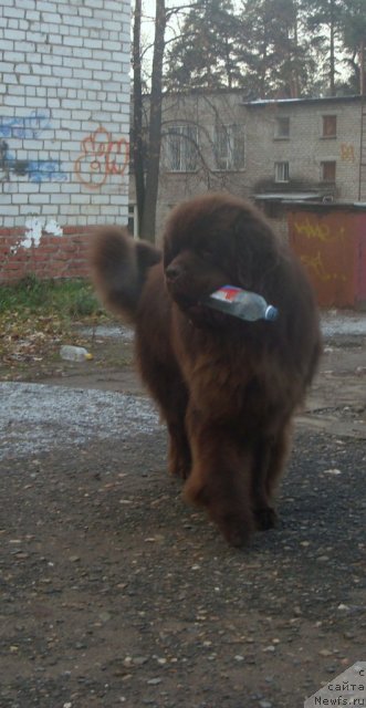 Фото: ньюфаундленд Командор из Медвежьего Яра