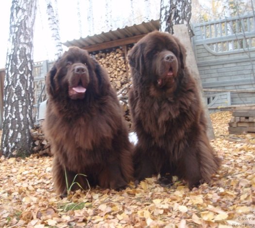 Фото: ньюфаундленд Newf Mermaid Denver, ньюфаундленд Супер Премиум Брабус