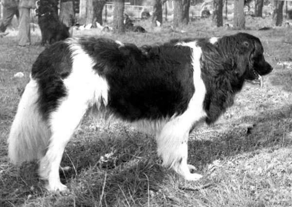 Фото: ньюфаундленд Сан Текс