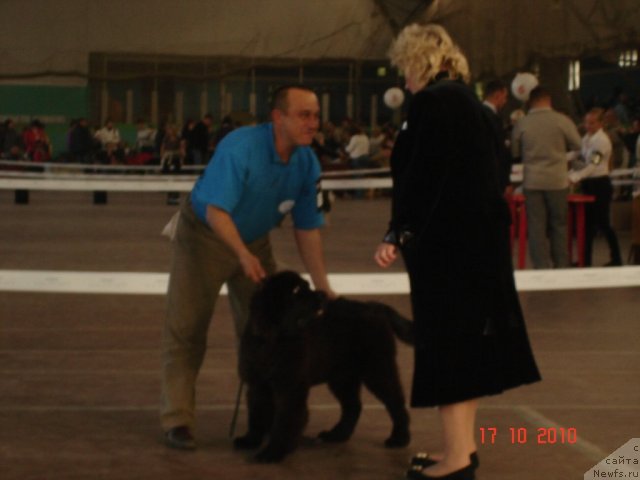 Фото: ньюфаундленд Бегущая по Волнам Хаста ла Виста (Beguschaya po Volnam Hasta la Vista)