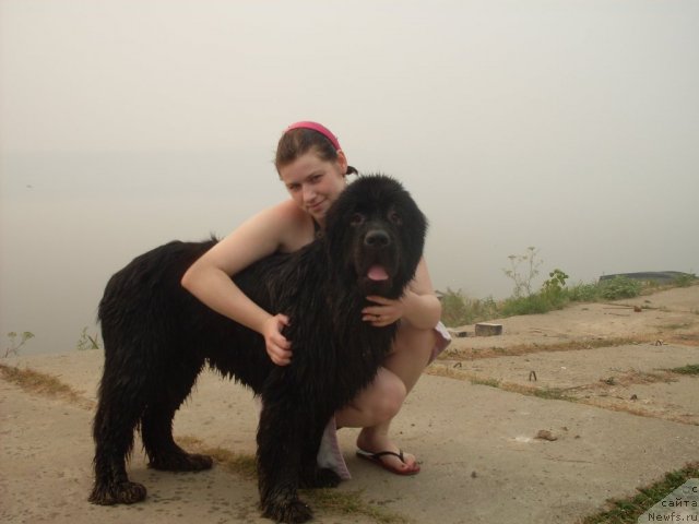 Фото: Александра Шувалова, ньюфаундленд Сент Джонс Сьюзи Кватро