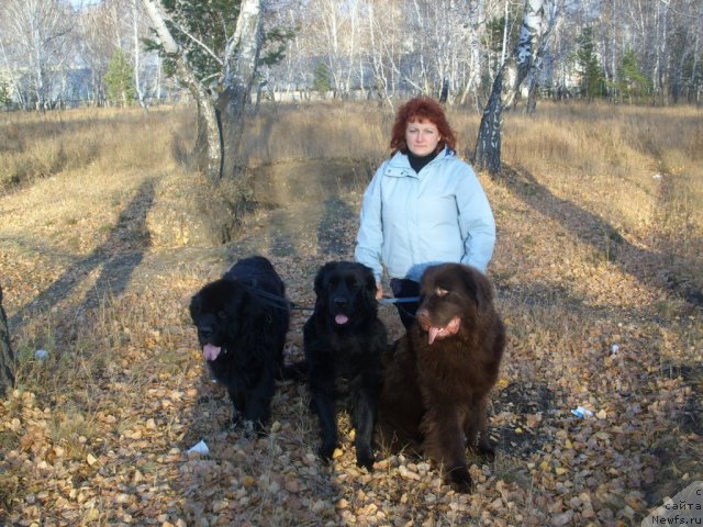 Фото: Татьяна Шайдук, ньюфаундленд Черный Шарм Амбер Бест Дог ФО Марлеон, ньюфаундленд Жозефина Леди Прекрасная, ньюфаундленд Царевич Империи Ньюф от Марлеон Дусвик