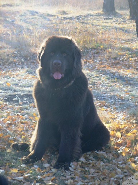 Фото: ньюфаундленд Черный Шарм Амбер Бест Дог ФО Марлеон