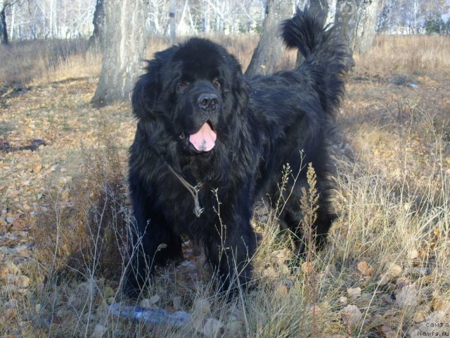 Фото: ньюфаундленд Царевич Империи Ньюф от Марлеон Дусвик