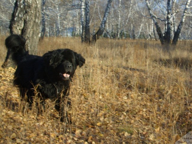 Фото: ньюфаундленд Царевич Империи Ньюф от Марлеон Дусвик