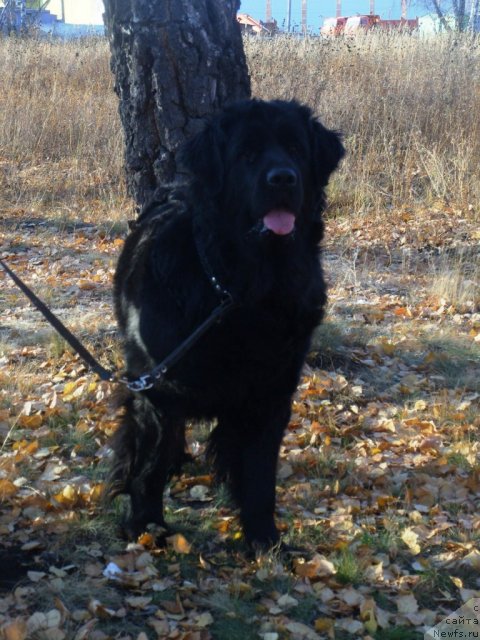 Фото: ньюфаундленд Жозефина Леди Прекрасная