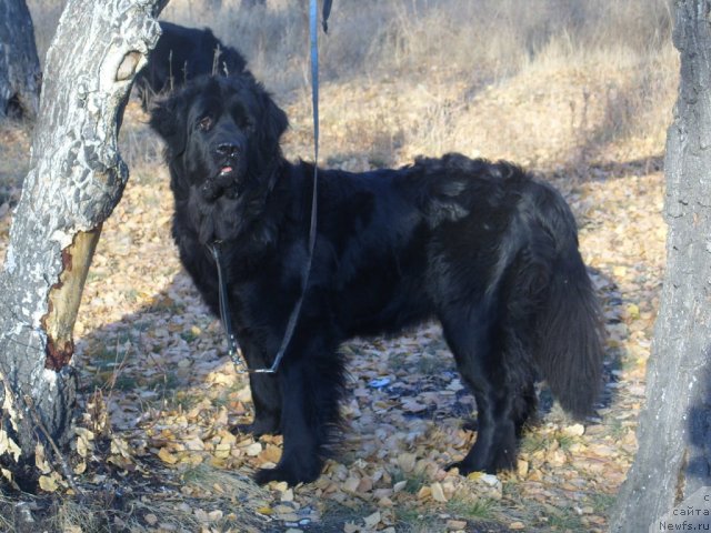 Фото: ньюфаундленд Жозефина Леди Прекрасная