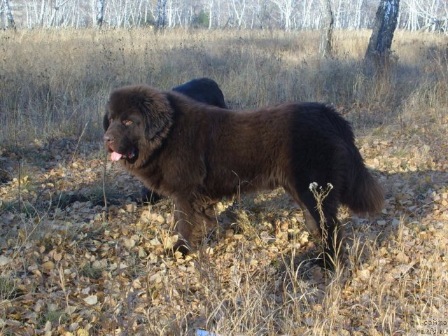 Фото: ньюфаундленд Черный Шарм Амбер Бест Дог ФО Марлеон