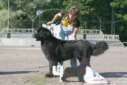 Фото: ньюфаундленд Смигар Габриэлла Лаки Стар