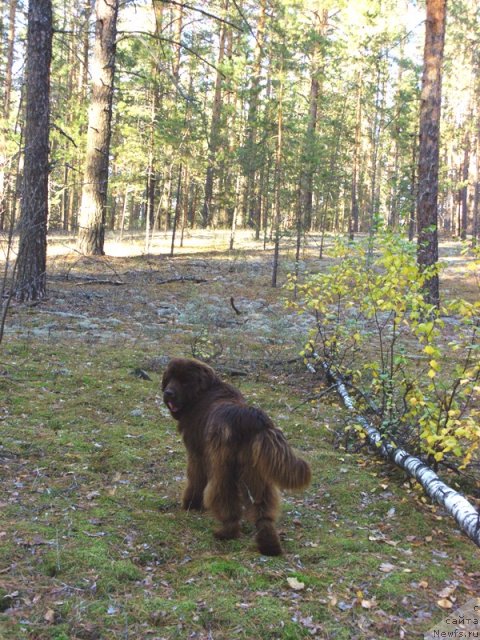 Фото: ньюфаундленд Бархатка Роскошная