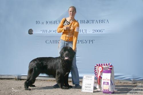 Фото: ньюфаундленд Смигар Жезелла де ля Розе