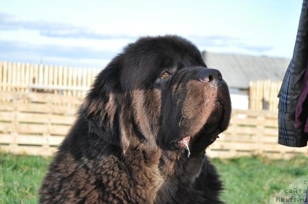 Фото: ньюфаундленд Супер Премиум Брабус