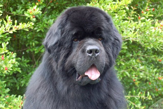 Фото: ньюфаундленд Black Clouds Color My Dream-N