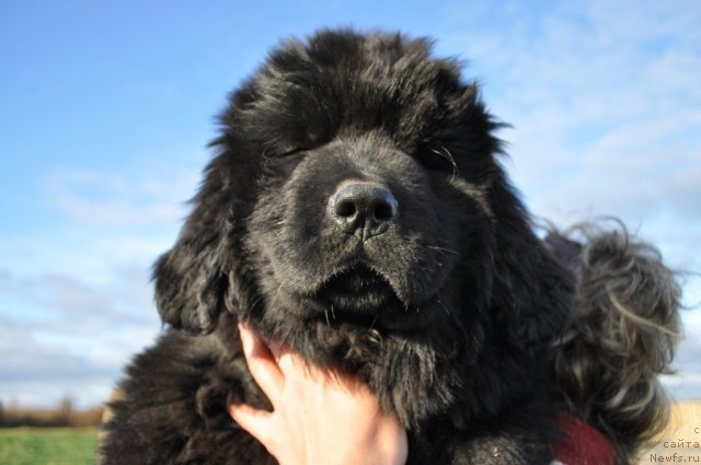 Фото: ньюфаундленд Амулет Гранд Прайз