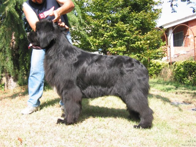 Фото: ньюфаундленд Thomas Great