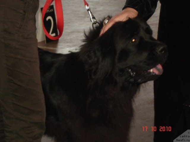 Фото: ньюфаундленд Aphina Sozvezdie Istini