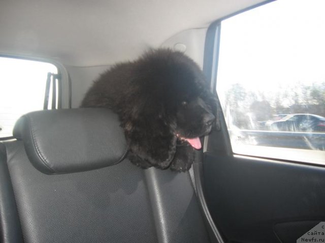 Фото: ньюфаундленд Альтаир Дак Стар