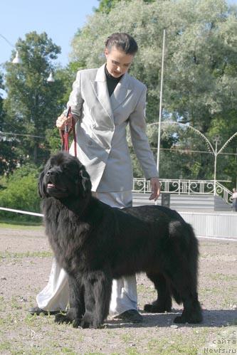 Фото: ньюфаундленд Челеста из Медвежьего Яра (Chelesta   iz Medvejyego Yara)