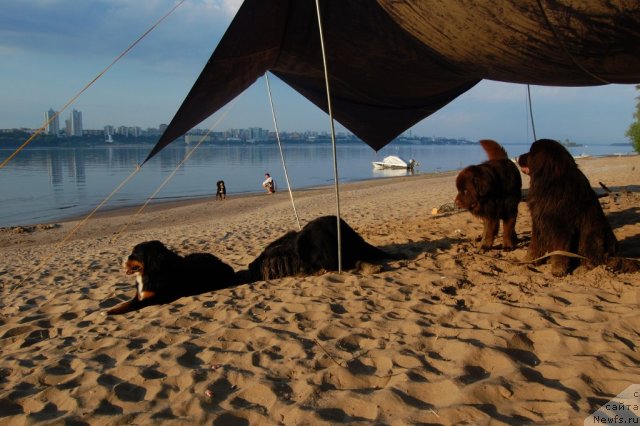 Фото: Хунд Кьяра, ньюфаундленд Лесная Сказка Раскрасавица, ньюфаундленд Звездная Тоскана Лесная Раскрасавица, ньюфаундленд Конфуций