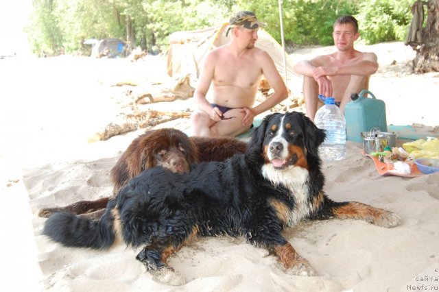 Фото: Хунд Кьяра, ньюфаундленд Звездная Тоскана Лесная Раскрасавица, Слава, Андрей