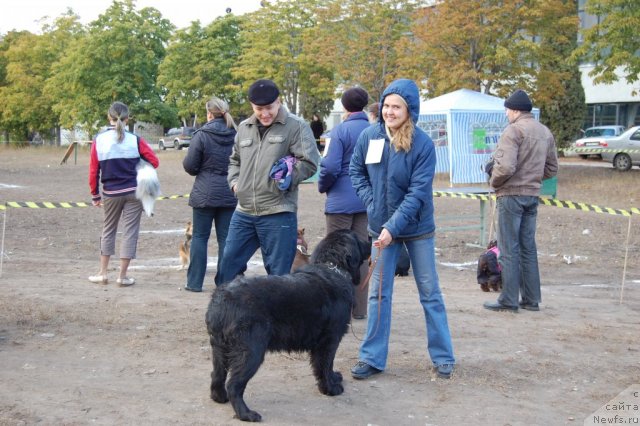 Фото: Диана Ларина, ньюфаундленд Лесная Сказка Раскрасавица