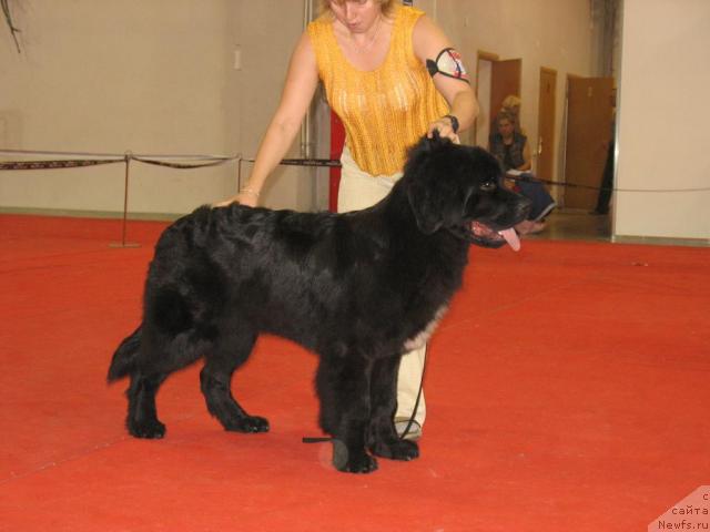 Фото: ньюфаундленд Маг Исполин Кристофер