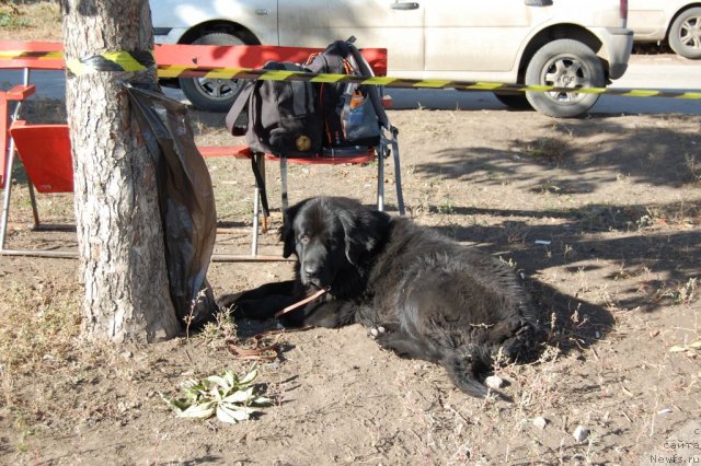 Фото: ньюфаундленд Лесная Сказка Раскрасавица