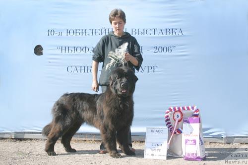 Фото: ньюфаундленд Октавия Блек Стар