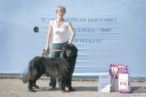 Фото: ньюфаундленд Оливия Глорис Кид