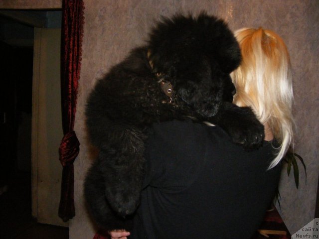 Фото: ньюфаундленд Их Высочество Вилбарт Мирэй