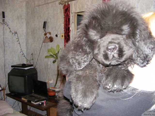 Фото: ньюфаундленд Их Высочество Вилбарт Мирэй