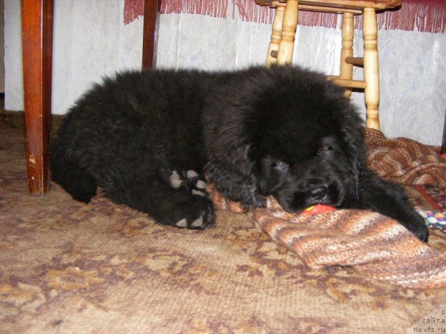 Фото: ньюфаундленд Их Высочество Вилбарт Мирэй