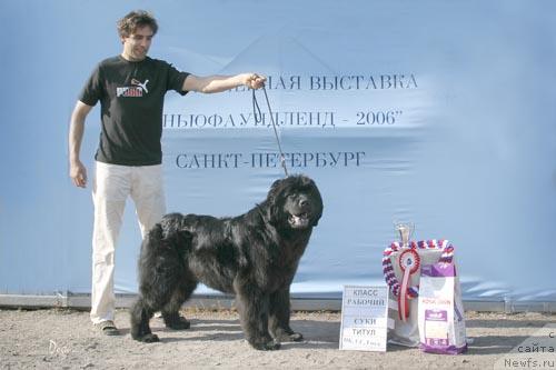 Фото: ньюфаундленд Донна Карен от Сибирского Медведя (Donna Karen оt Sibirskogo Medvedja)