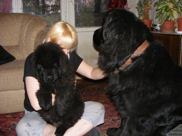 Фото: ньюфаундленд Их Высочество Вилбарт Мирэй