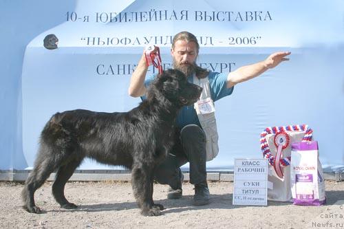 Фото: ньюфаундленд Сент Джонс Джуди