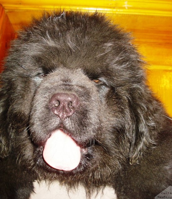 Фото: ньюфаундленд Их Высочество Виктория Фо Бэст