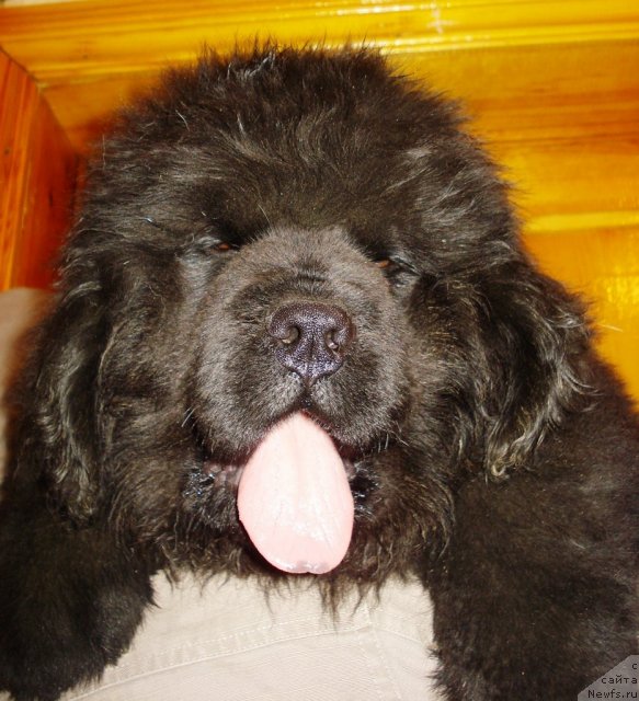 Фото: ньюфаундленд Их Высочество Виктория Фо Бэст