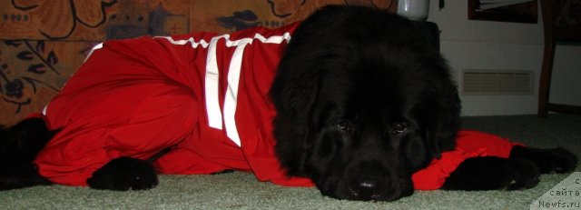 Фото: ньюфаундленд Загадка Доминика Кара Дениз (Zagadka Dominika Kara Deniz)