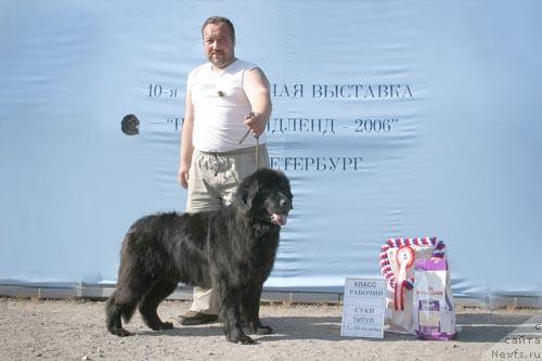 Фото: ньюфаундленд Смигар Талара