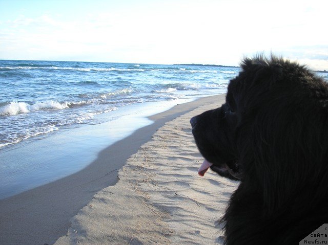 Фото: ньюфаундленд Россыпь Алмазная Арготта Аю